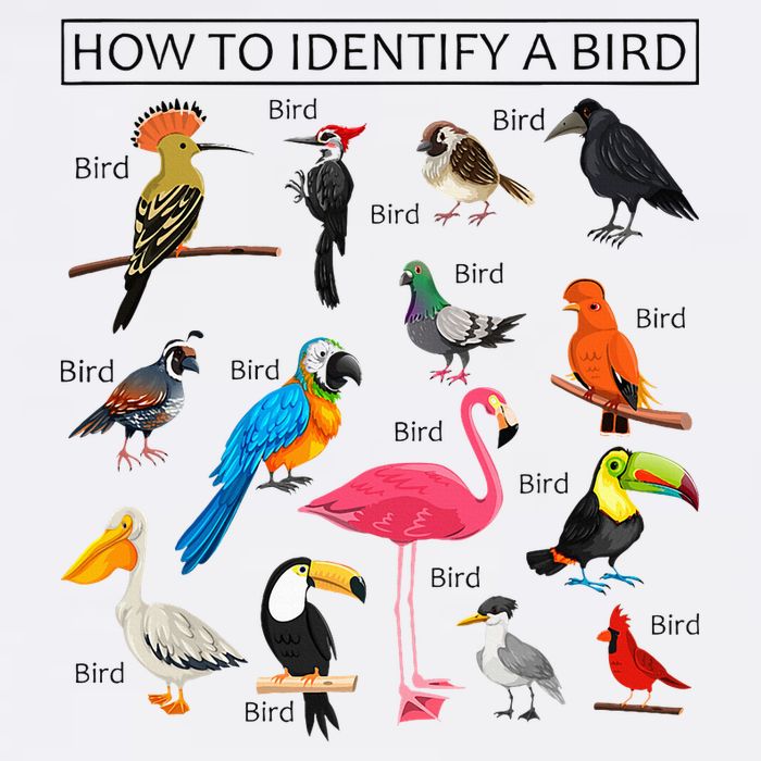 How To Identify A Bird Birds Lover Nature Birdwatcher Flat Bill Trucker Hat