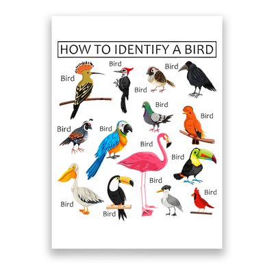 How To Identify A Bird Birds Lover Nature Birdwatcher Poster