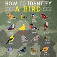 How To Identify A Bird Bird Watcher Bird Lover Legacy Tie Dye Trucker Hat
