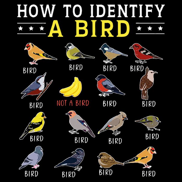 How To Identify A Bird Bird Watcher Bird Lover Daily Commute Backpack