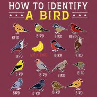 How To Identify A Bird Bird Watcher Bird Lover 16oz Travel Tumbler