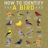 How To Identify A Bird Bird Watcher Bird Lover Garment-Dyed Women's Muscle Tee