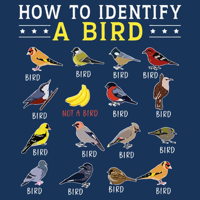 How To Identify A Bird Bird Watcher Bird Lover Infant Baby Jersey Bodysuit