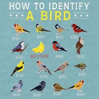 How To Identify A Bird Bird Watcher Bird Lover Sueded Cloud Jersey T-Shirt