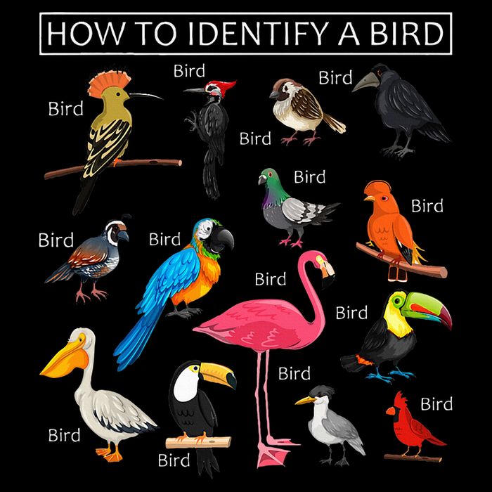 How To Identify A Bird Funny Birds Lover Nature Birdwatcher 16 in Basic Backpack