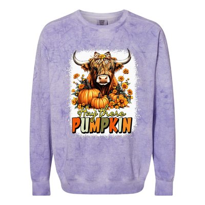 Hay There Pumpkin Highland Cow Thanksgiving Fall Autumn Colorblast Crewneck Sweatshirt