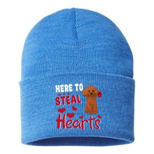 Here To Steal Hearts Funny Toy Poodle Dog Valentines Day Gift Sustainable Knit Beanie