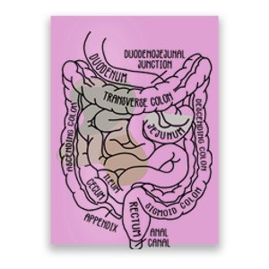 Intestines Anatomy Gastroenterologist Endoscopy Nurse Squad Poster