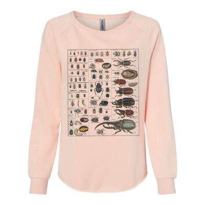 Insects Collection Species Bugs Vintage Chart Entomology Womens California Wash Sweatshirt