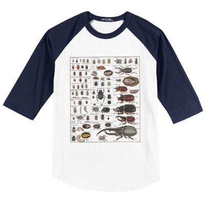 Insects Collection Species Bugs Vintage Chart Entomology Baseball Sleeve Shirt