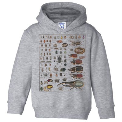 Insects Collection Species Bugs Vintage Chart Entomology Toddler Hoodie