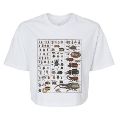 Insects Collection Species Bugs Vintage Chart Entomology Bella+Canvas Jersey Crop Tee