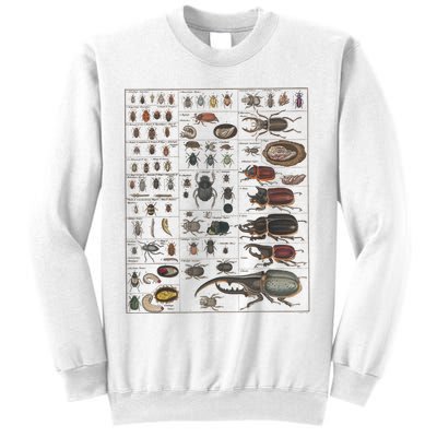 Insects Collection Species Bugs Vintage Chart Entomology Sweatshirt