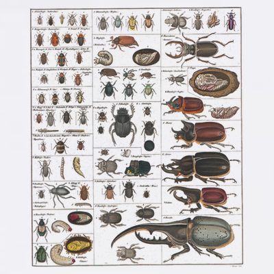 Insects Collection Species Bugs Vintage Chart Entomology T-Shirt