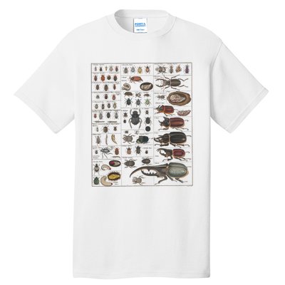 Insects Collection Species Bugs Vintage Chart Entomology Tall T-Shirt