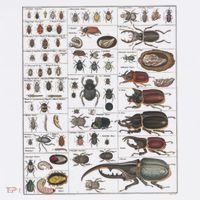 Insects Collection Species Bugs Vintage Chart Entomology Tall T-Shirt