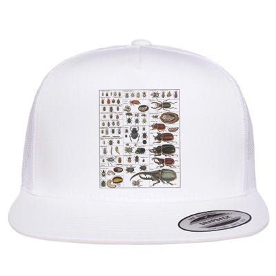 Insects Collection Species Bugs Vintage Chart Entomology Flatbill Hat