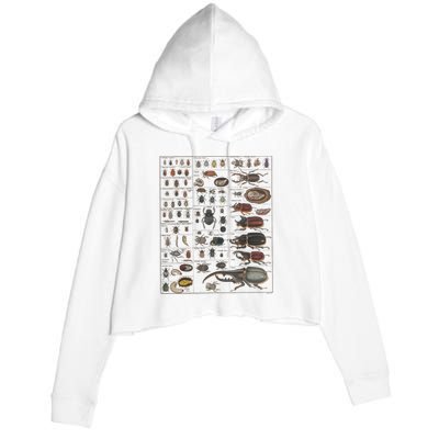 Insects Collection Species Bugs Vintage Chart Entomology Crop Fleece Hoodie