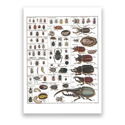 Insects Collection Species Bugs Vintage Chart Entomology Poster