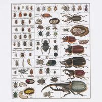 Insects Collection Species Bugs Vintage Chart Entomology Visor