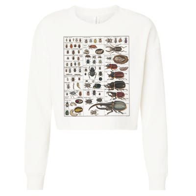Insects Collection Species Bugs Vintage Chart Entomology Cropped Pullover Crew