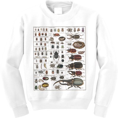Insects Collection Species Bugs Vintage Chart Entomology Kids Sweatshirt