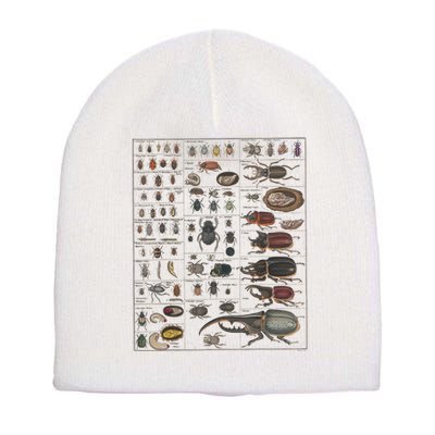 Insects Collection Species Bugs Vintage Chart Entomology Short Acrylic Beanie