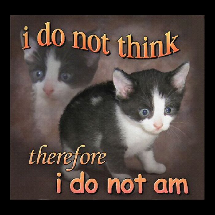 I Do Not Think Therefore I Do Not Am Cat Meme 16oz Travel Tumbler