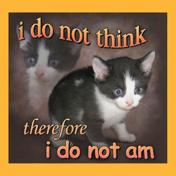 I Do Not Think Therefore I Do Not Am Cat Meme Sustainable Knit Beanie