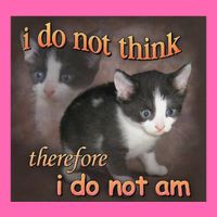 I Do Not Think Therefore I Do Not Am Cat Meme Stripe Pom Pom Beanie
