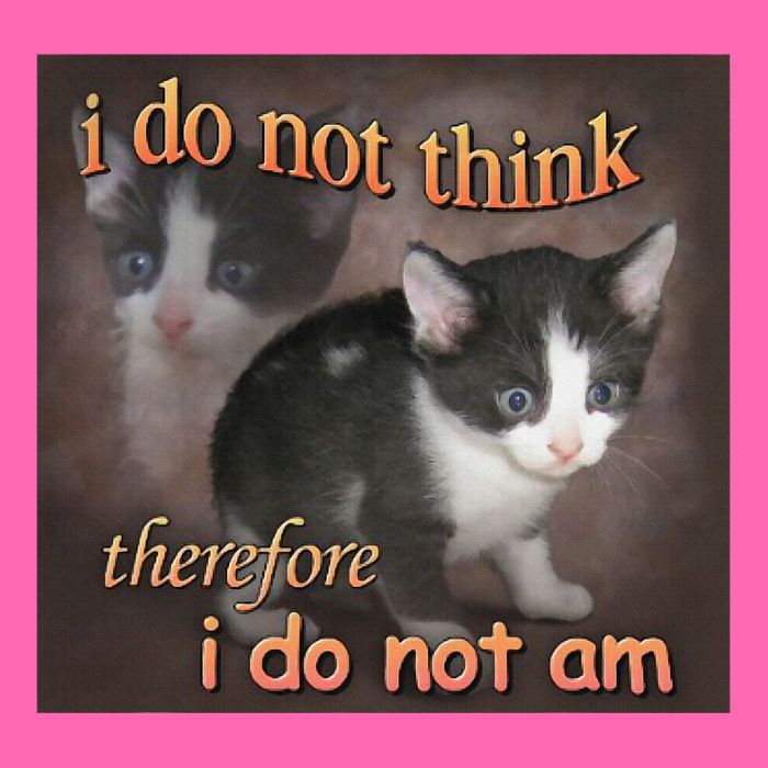 I Do Not Think Therefore I Do Not Am Cat Meme Stripe Pom Pom Beanie