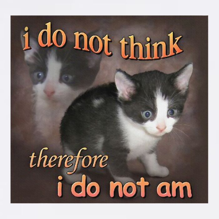 I Do Not Think Therefore I Do Not Am Cat Meme Button