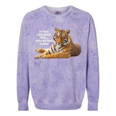 If You Can Read This You're Too Close Funny Tiger Colorblast Crewneck Sweatshirt