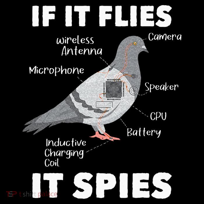 If It Flies It Spies Pigeon Whisperer Birdwatching Bucket Hat