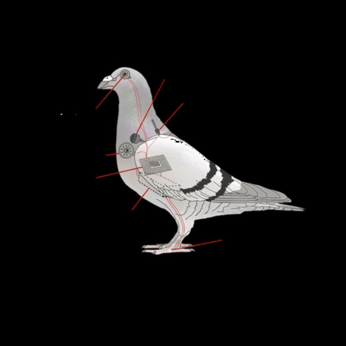 If It Flies It Spies Pigeon Anatomy Bird Funny 16oz Travel Tumbler