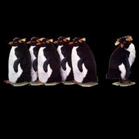I Just Gotta Be Me Penguin 16oz Travel Tumbler