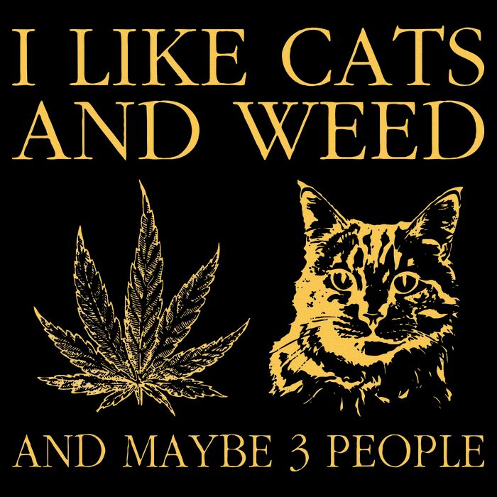 I Like Cats And Weed And Maybe 3 People Poster