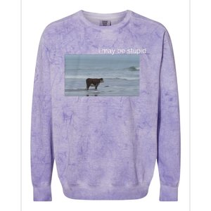 I May Be Stupid Cow On Beach Funny Meme Colorblast Crewneck Sweatshirt