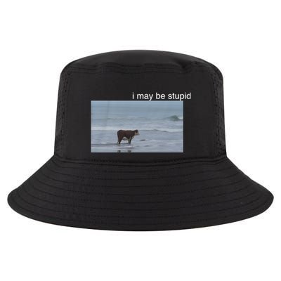 I May Be Stupid Cow On Beach Funny Meme Cool Comfort Performance Bucket Hat