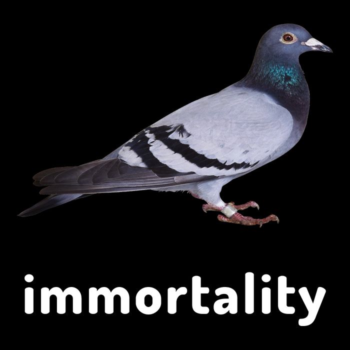 Immortality Pigeon Meme Oddly Weirdcore Toddler Sweatshirt