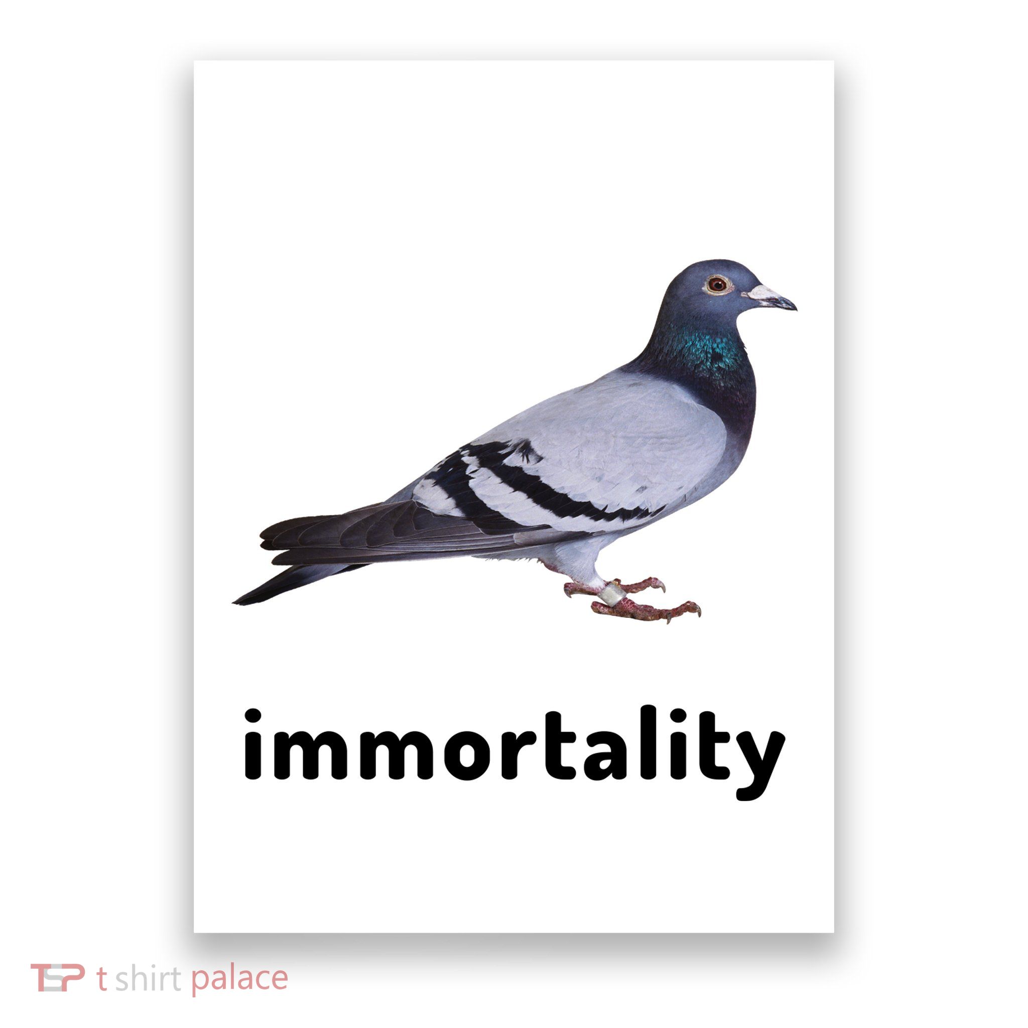Immortality Pigeon Meme Oddly Weirdcore Poster