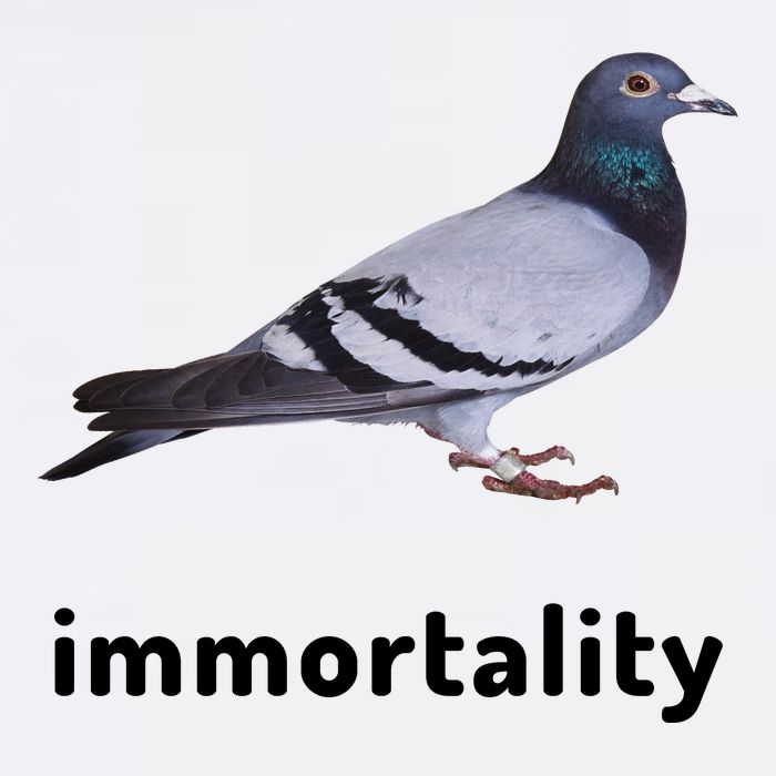 Immortality Pigeon Meme Oddly Weirdcore Baby Bodysuit