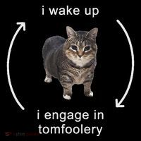 I Wake Up I Engage In Tomfoolery Silly Cat Meme High Crown Mesh Back Trucker Hat