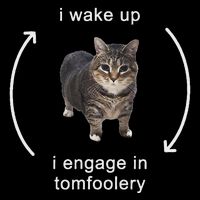 I Wake Up I Engage In Tomfoolery Silly Cat Meme Flat Bill Trucker Hat