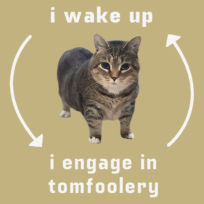 I Wake Up I Engage In Tomfoolery Silly Cat Meme Button