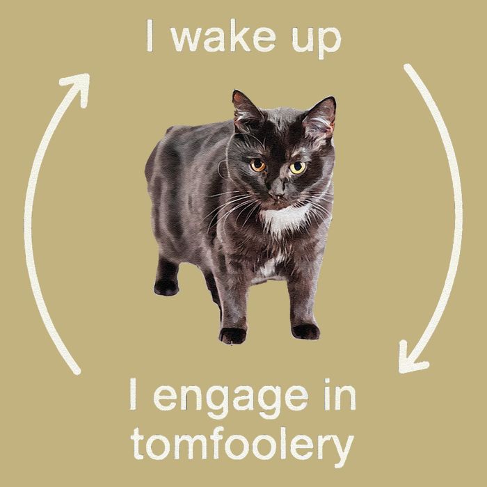 I Wake Up I Engage In Tomfoolery Silly Cat Meme Mousepad