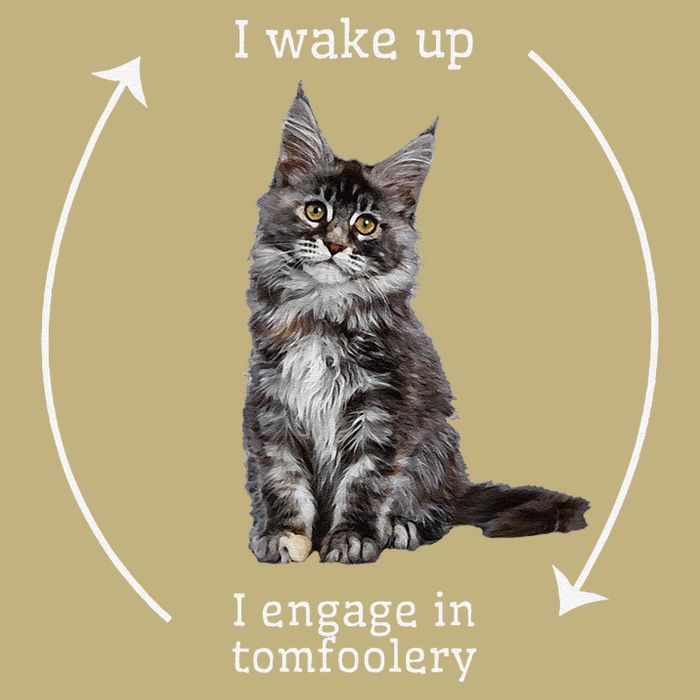 I Wake Up I Engage In Tomfoolery Silly Cat Meme Maine Coon Sustainable Beanie