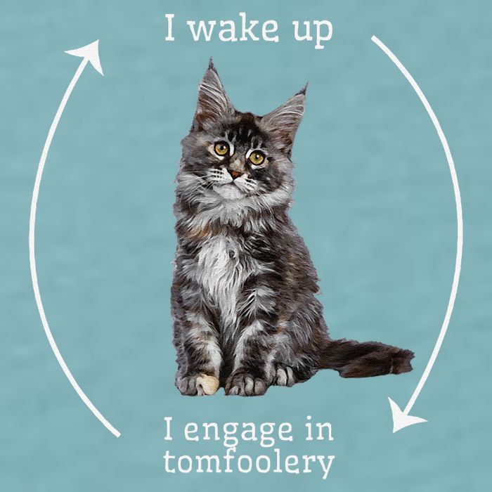 I Wake Up I Engage In Tomfoolery Silly Cat Meme Maine Coon Sueded Cloud Jersey T-Shirt