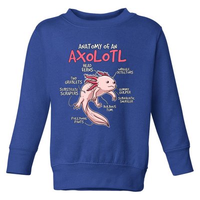 Kids Axolotl Gift Axolotl Stuff Anatomy Of An Axolotl Toddler Sweatshirt