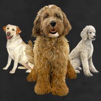 Labradoodle Trio Cool Comfort Performance Bucket Hat